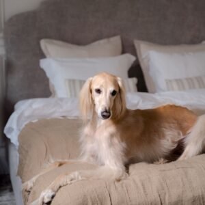 Velvet Chesterfield Dog Sofa
