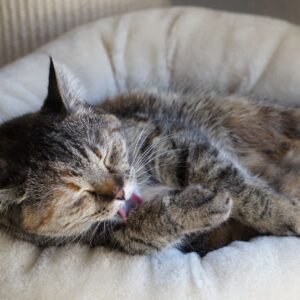 Donut Cat Bed
