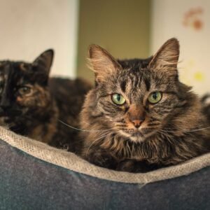 Collapsible Cat Cave Bed