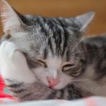 Kitten Starter Set