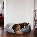 Orthopaedic Bolster Dog Sofa
