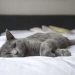 Self-Warming Cat Mat