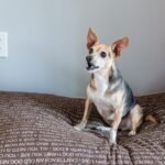 Waterproof Zip-Off Dog Bed