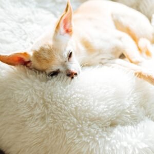 Calming Donut Dog Bed