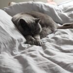 Velvet Cat Daybed