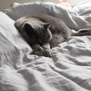 Velvet Cat Daybed