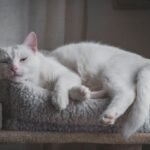 Memory Foam Cat Mat