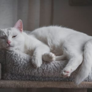 Waterproof Cat Bed Liner
