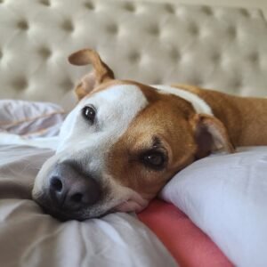 Senior Support Low-Entry Dog Bed
